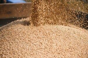 Animal Feed