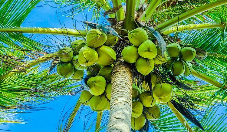 Coconut