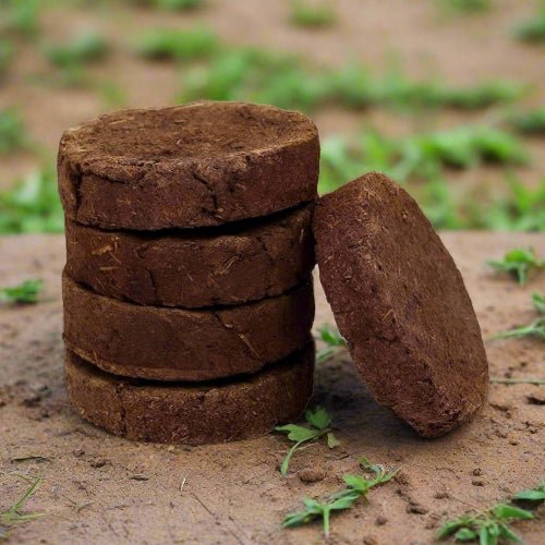 Cow Dung