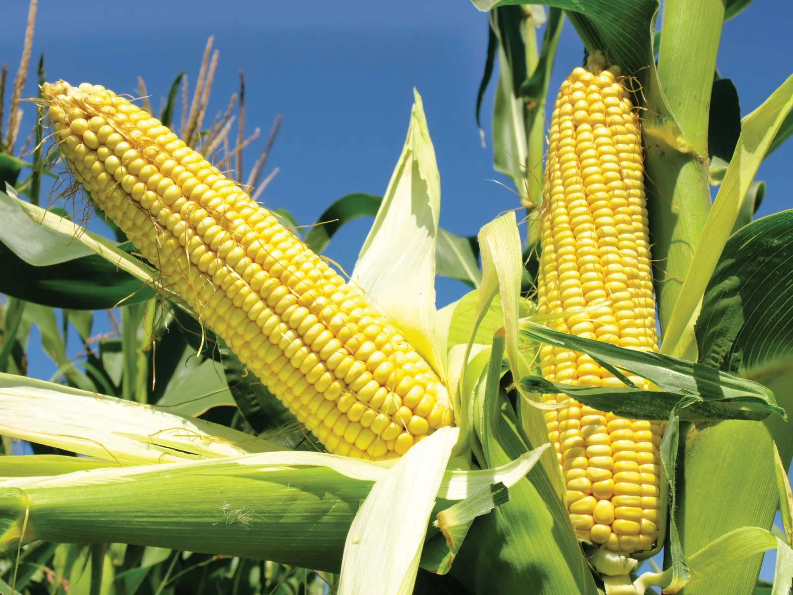 Maize Corn